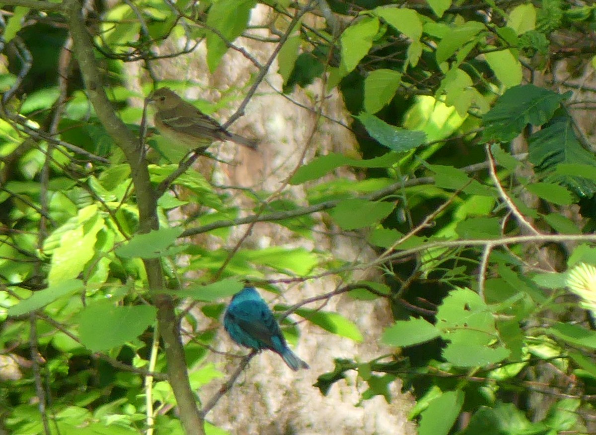 Indigo Bunting - ML620295344