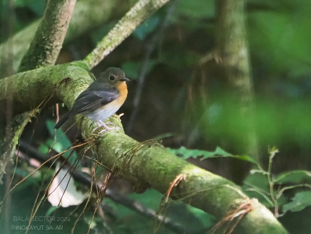 Rufous-chested Flycatcher - ML620295348