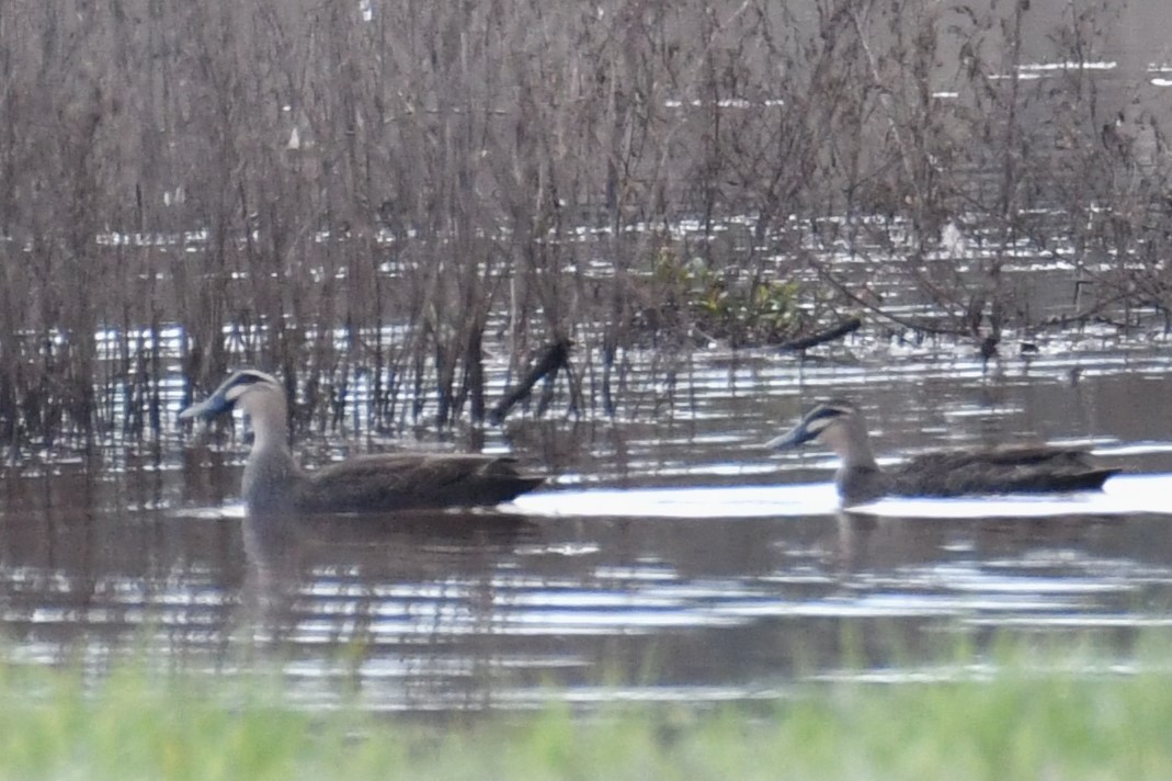 Pacific Black Duck - ML620295357