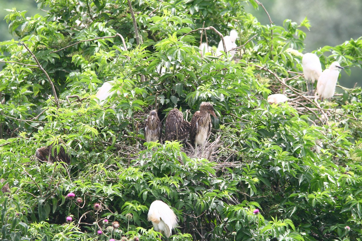 Black-crowned Night Heron - ML620295359