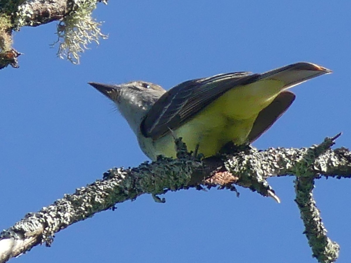 Great Crested Flycatcher - ML620295360