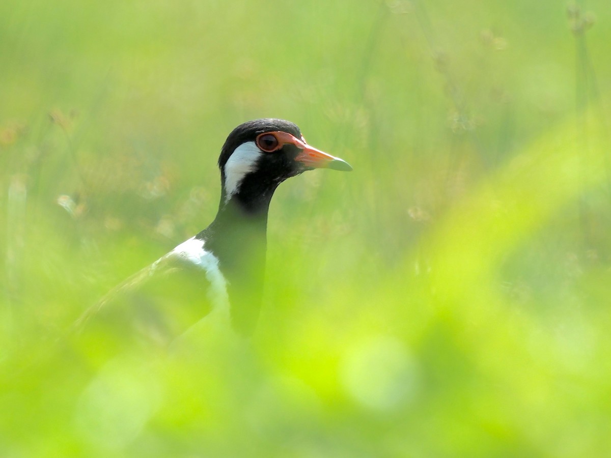 Red-wattled Lapwing - ML620295363