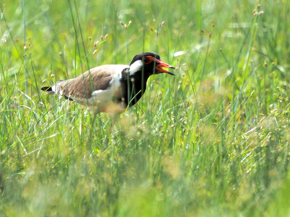 Red-wattled Lapwing - ML620295365