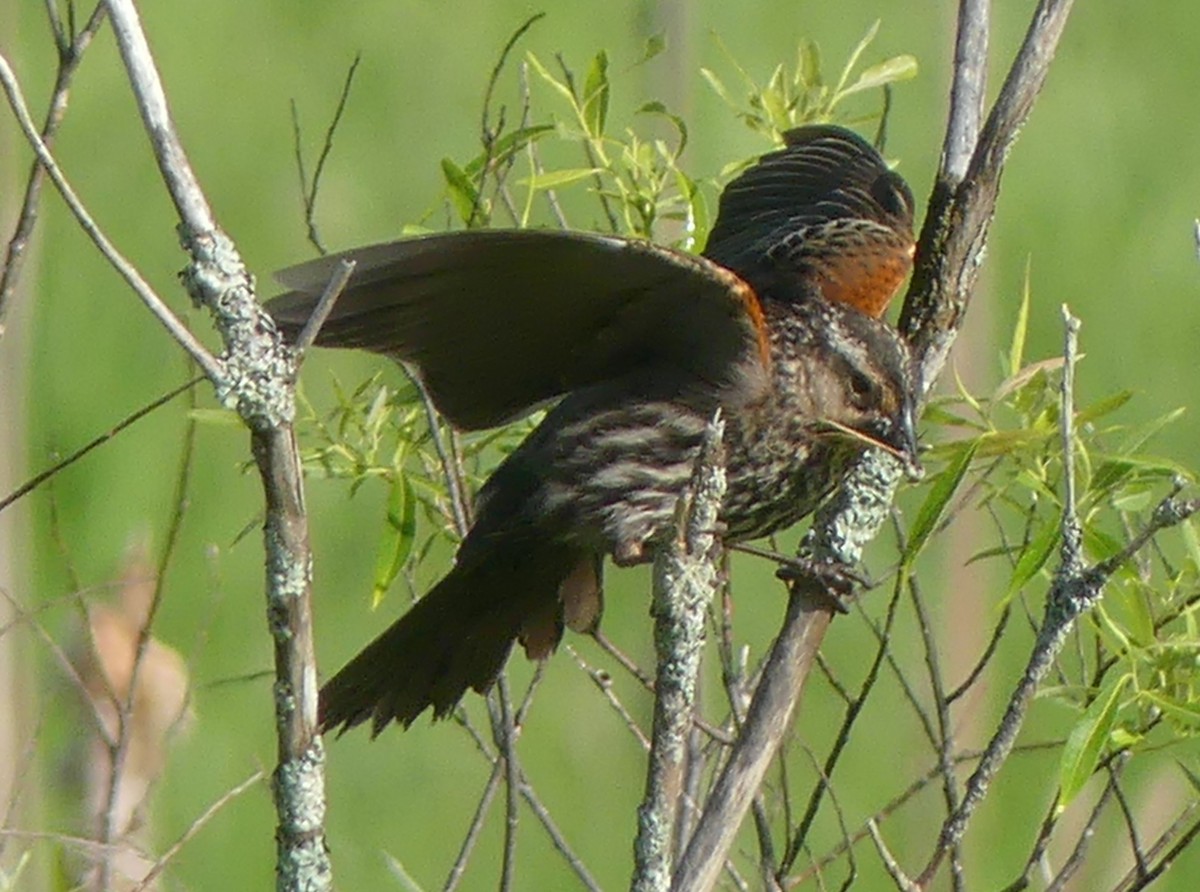 Red-winged Blackbird - ML620295369