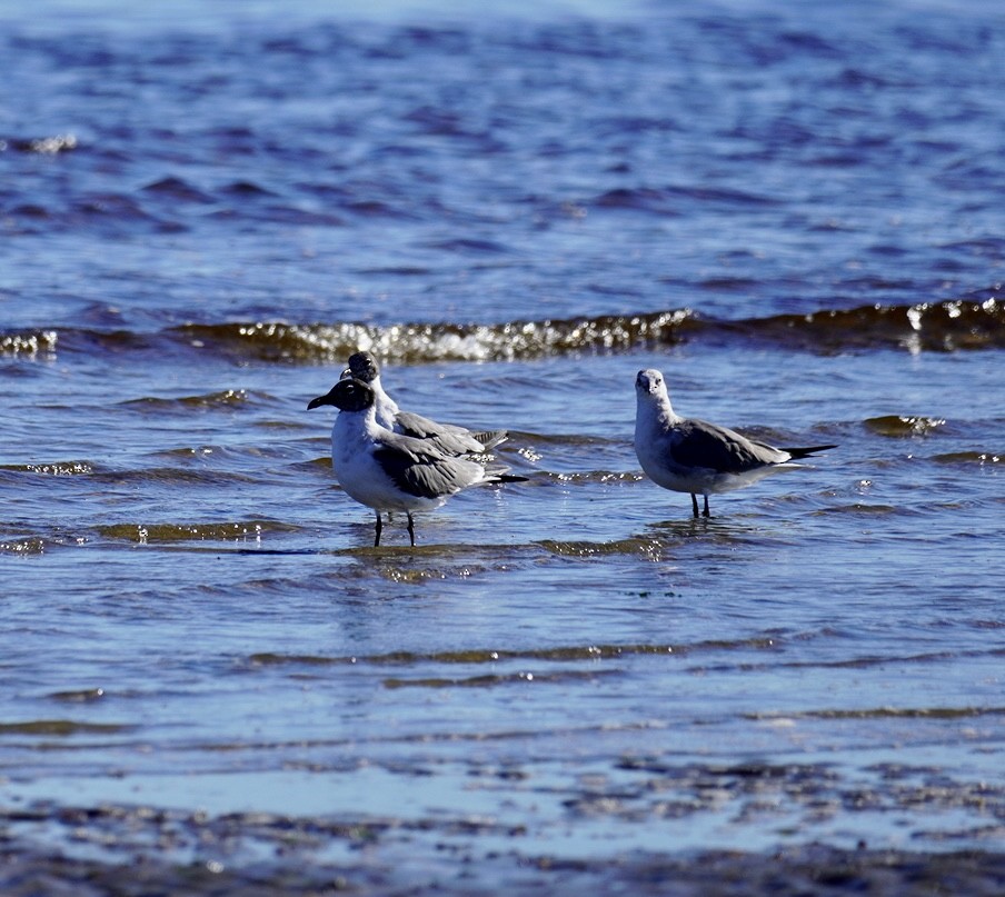 Laughing Gull - ML620295372