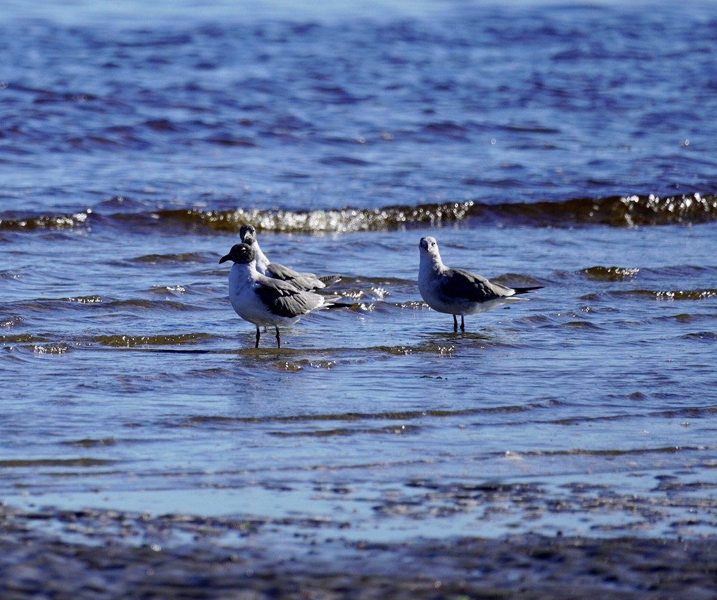 Laughing Gull - ML620295373