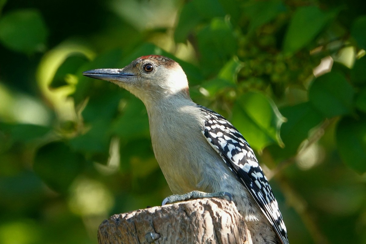 Red-bellied Woodpecker - ML620295375