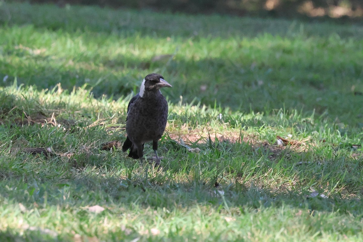 Australian Magpie - ML620295378