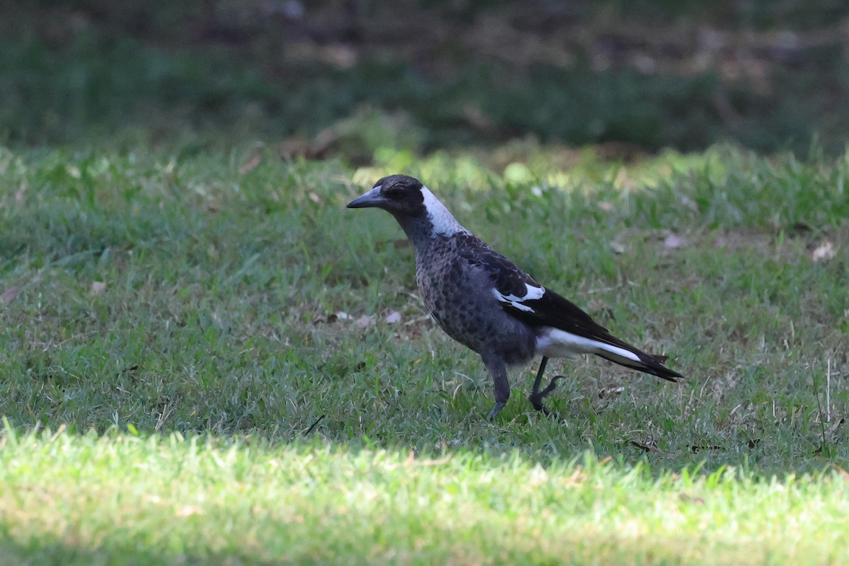 Australian Magpie - ML620295380