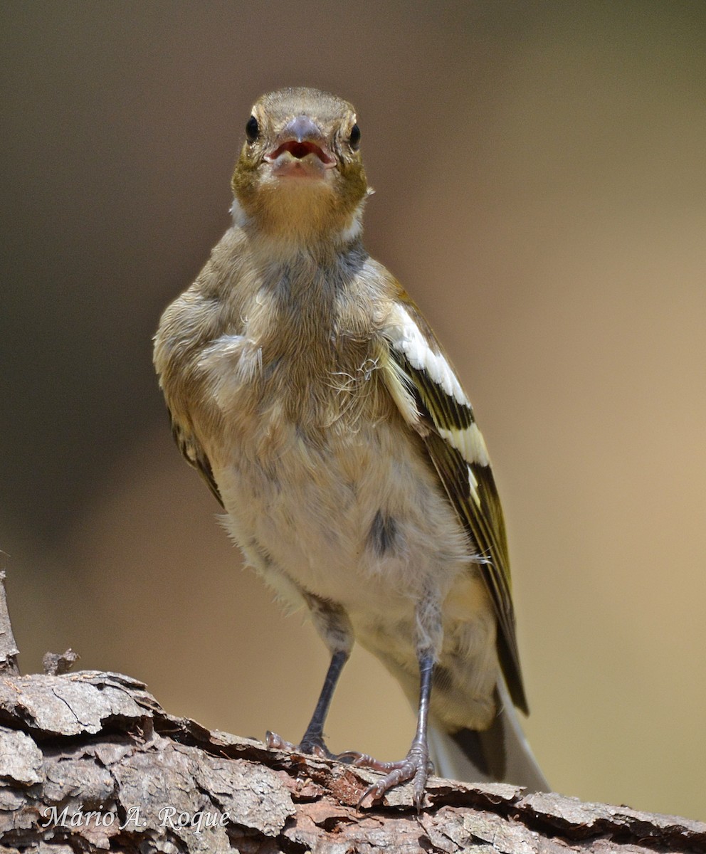 Common Chaffinch - ML620295384