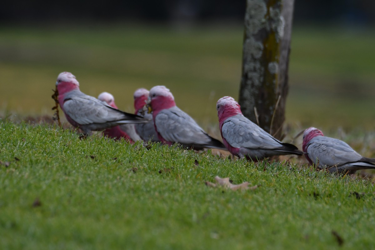 Cacatúa Galah - ML620295389