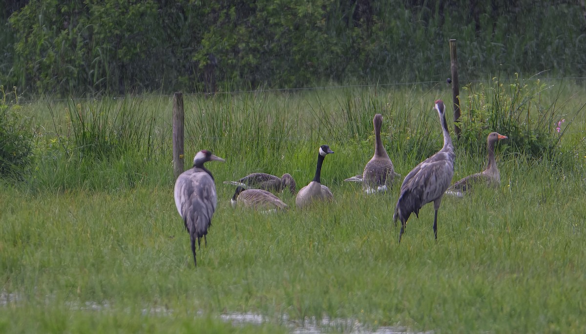 Common Crane - ML620295391