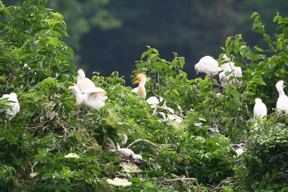 Western Cattle Egret - ML620295395