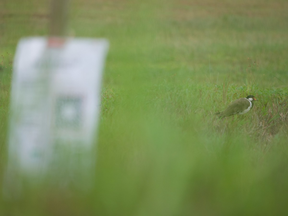 Red-wattled Lapwing - ML620295396