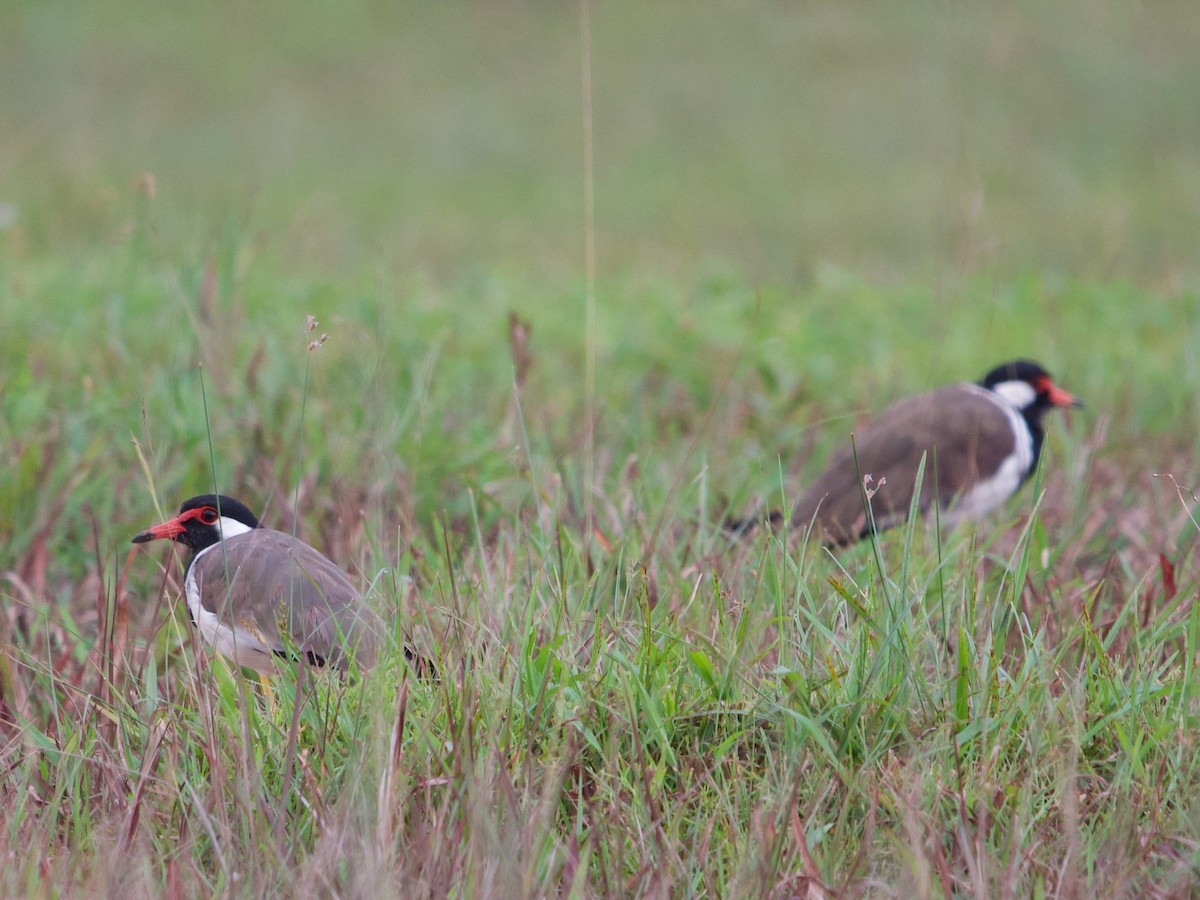 Red-wattled Lapwing - ML620295397