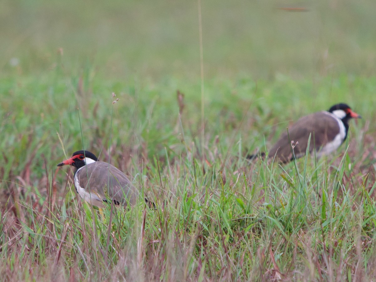 Red-wattled Lapwing - ML620295398