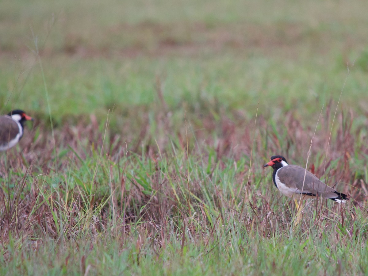 Red-wattled Lapwing - ML620295399