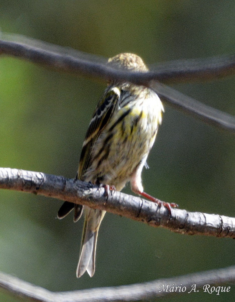 European Serin - ML620295401