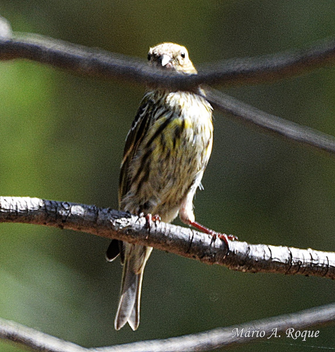 European Serin - ML620295402