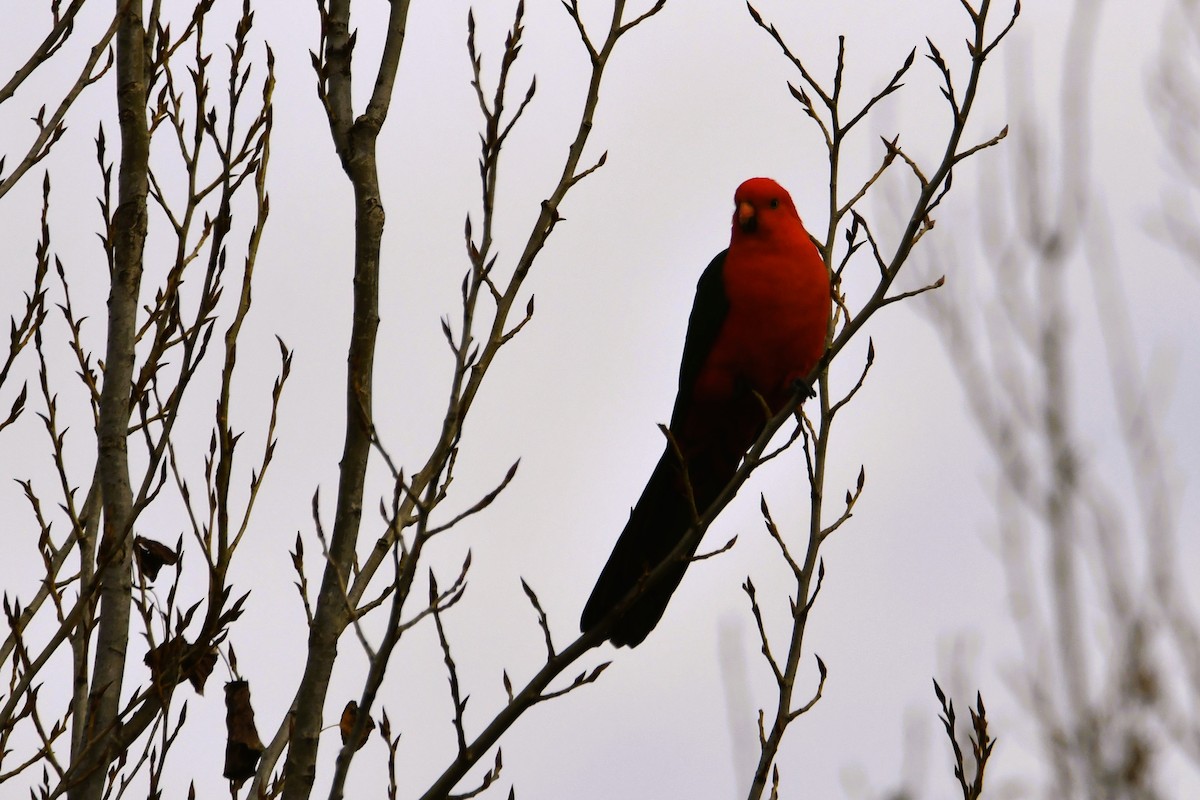 Australian King-Parrot - ML620295405