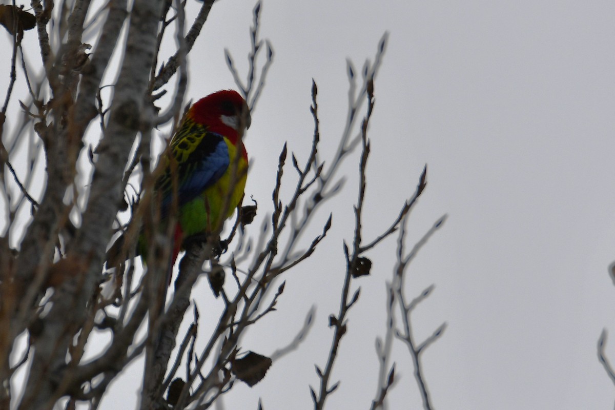 Eastern Rosella - ML620295410