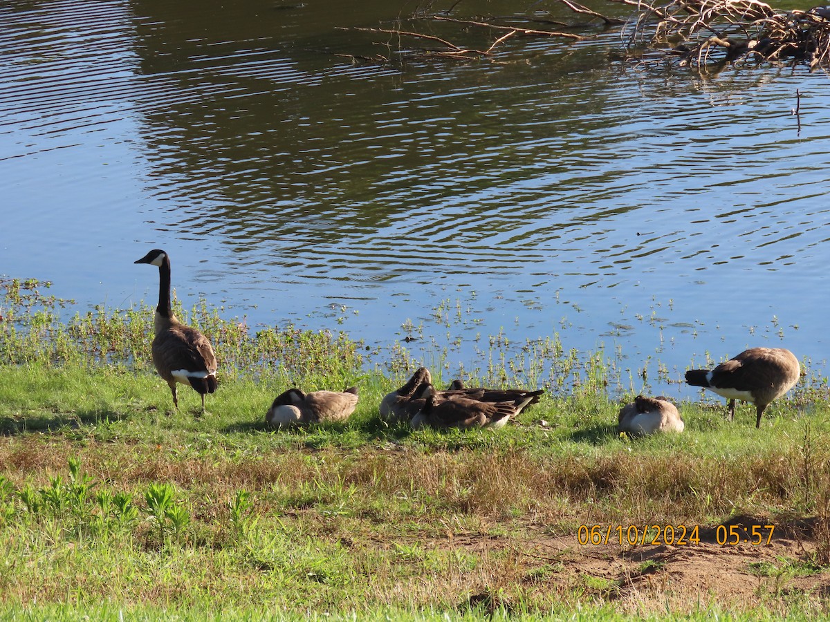 Canada Goose - ML620295413