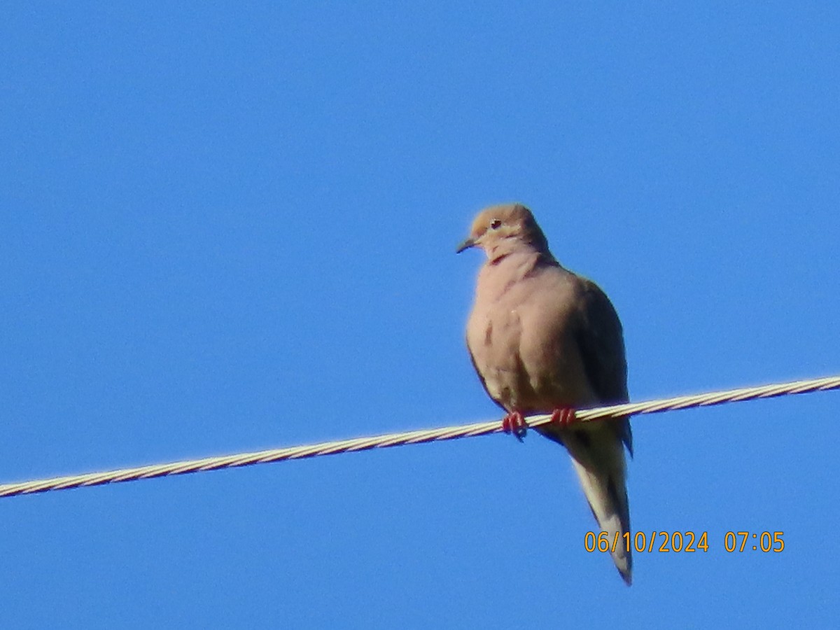 Mourning Dove - ML620295415