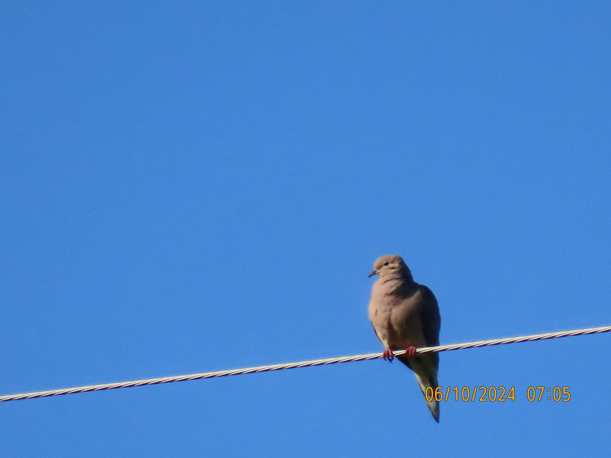 Mourning Dove - ML620295416