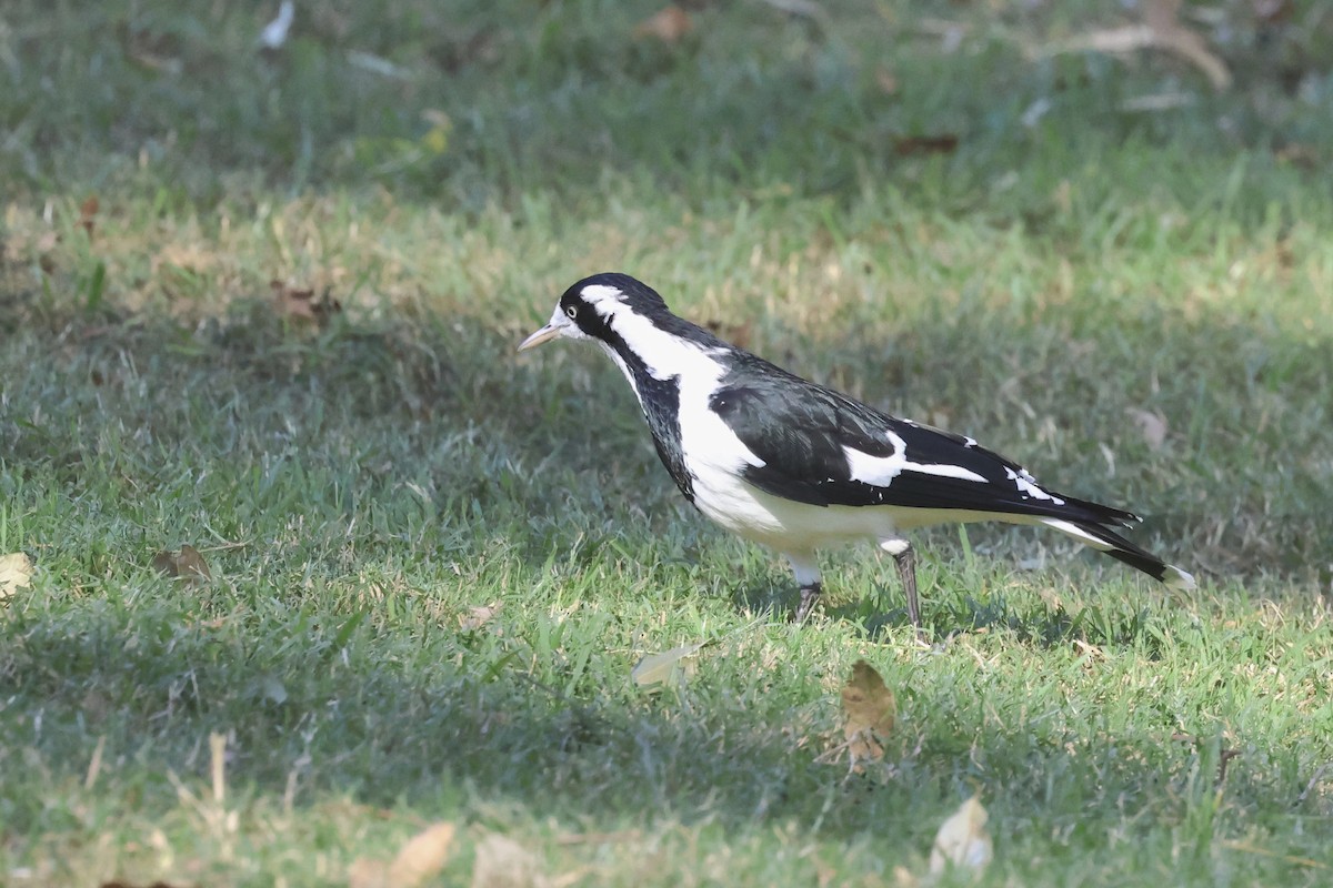 Magpie-lark - ML620295423