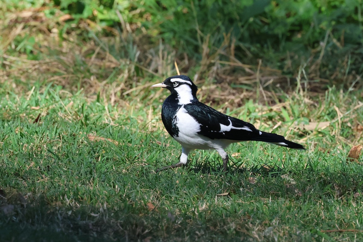 Magpie-lark - ML620295424