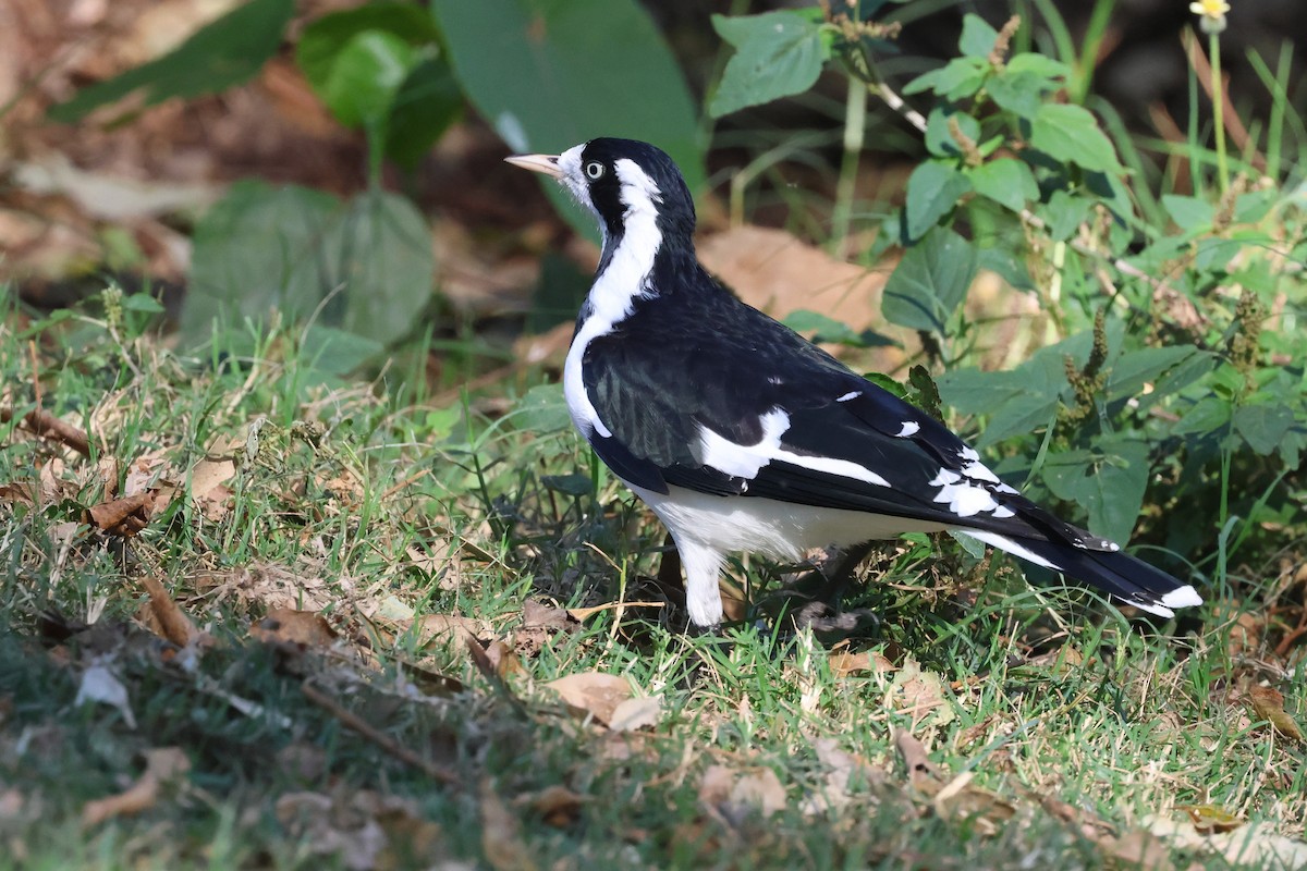 Magpie-lark - ML620295425