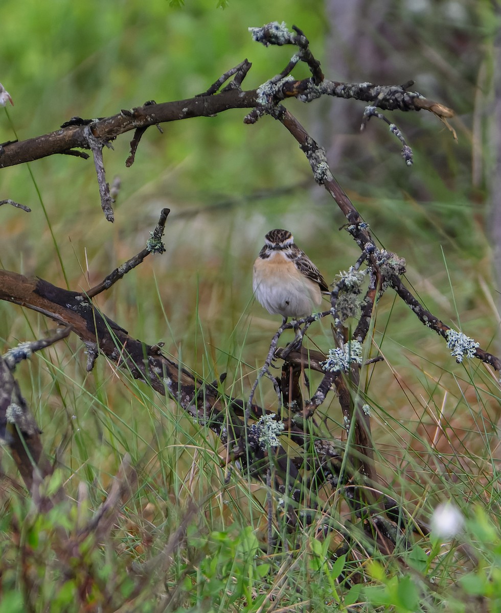 Braunkehlchen - ML620295429