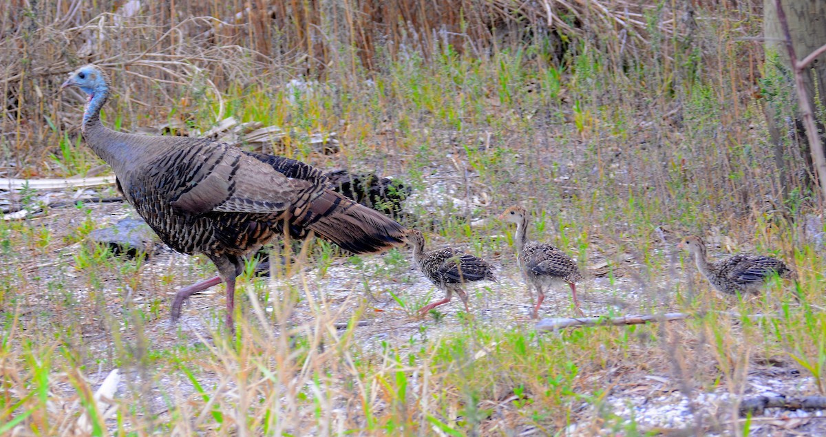 Wild Turkey - ML620295430