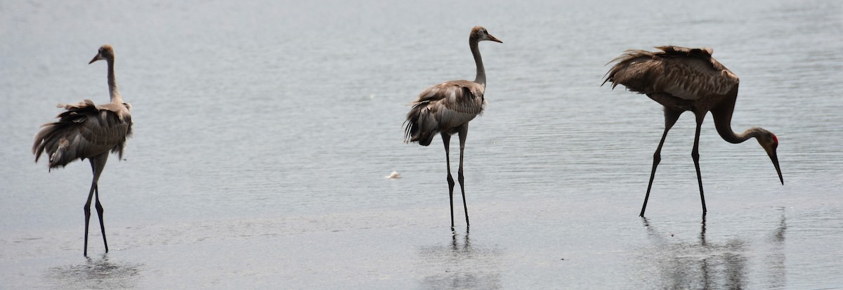 Sandhill Crane - ML620295437