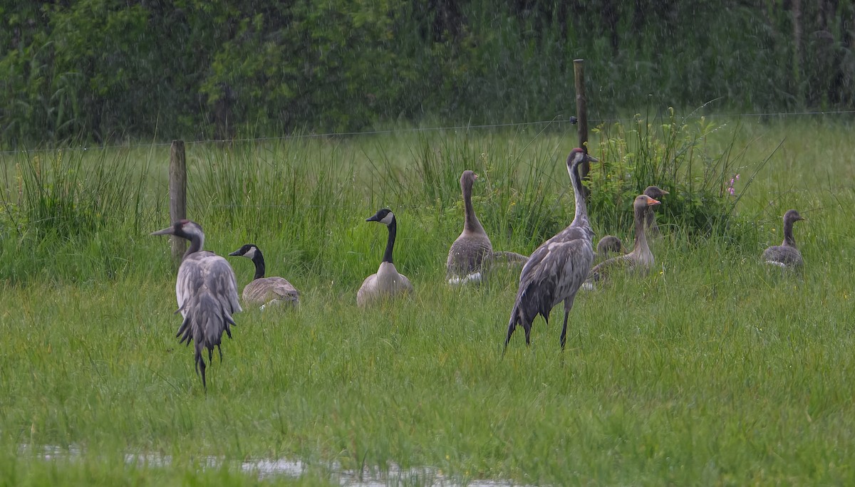 Common Crane - Frederik Gustavsson