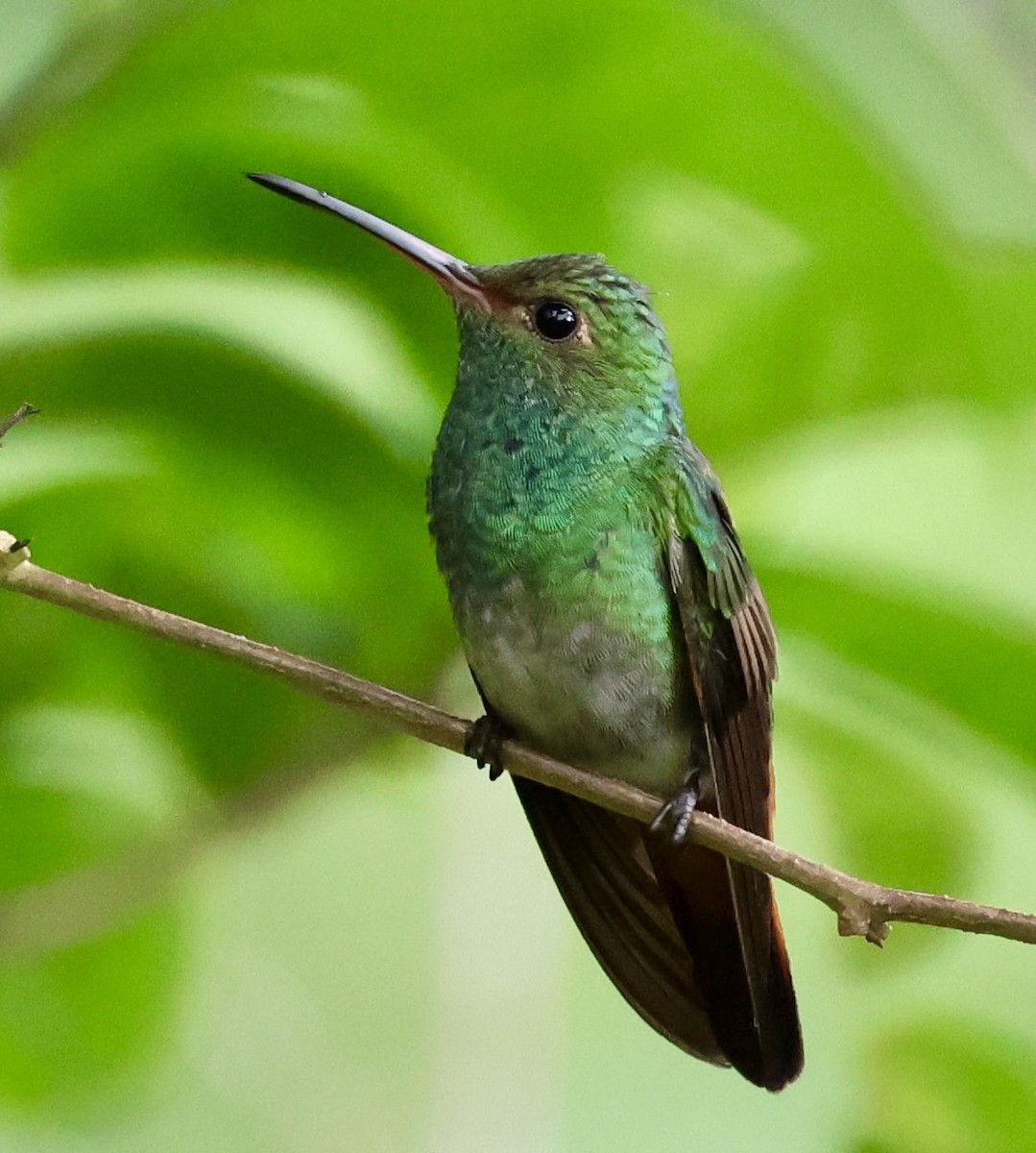 Rufous-tailed Hummingbird (Rufous-tailed) - ML620295449