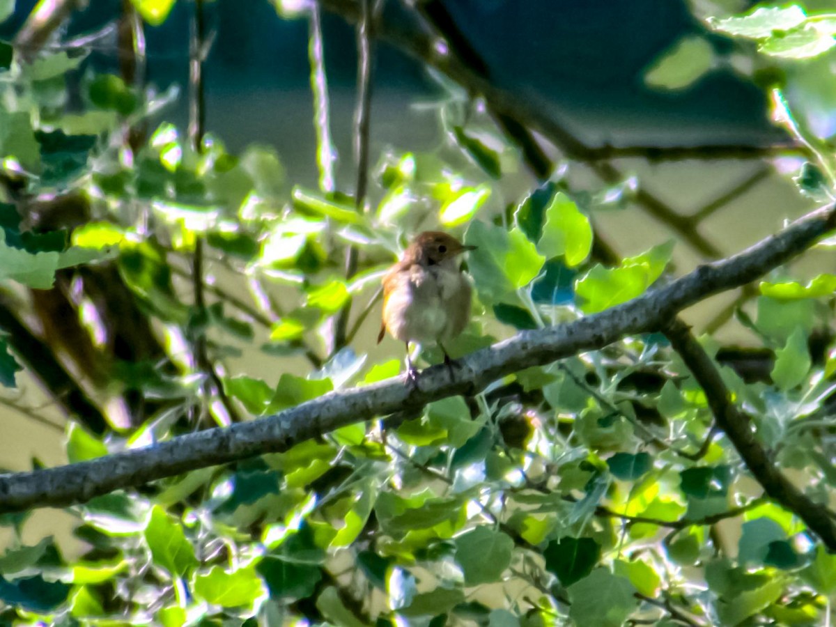 Cetti's Warbler - ML620295451