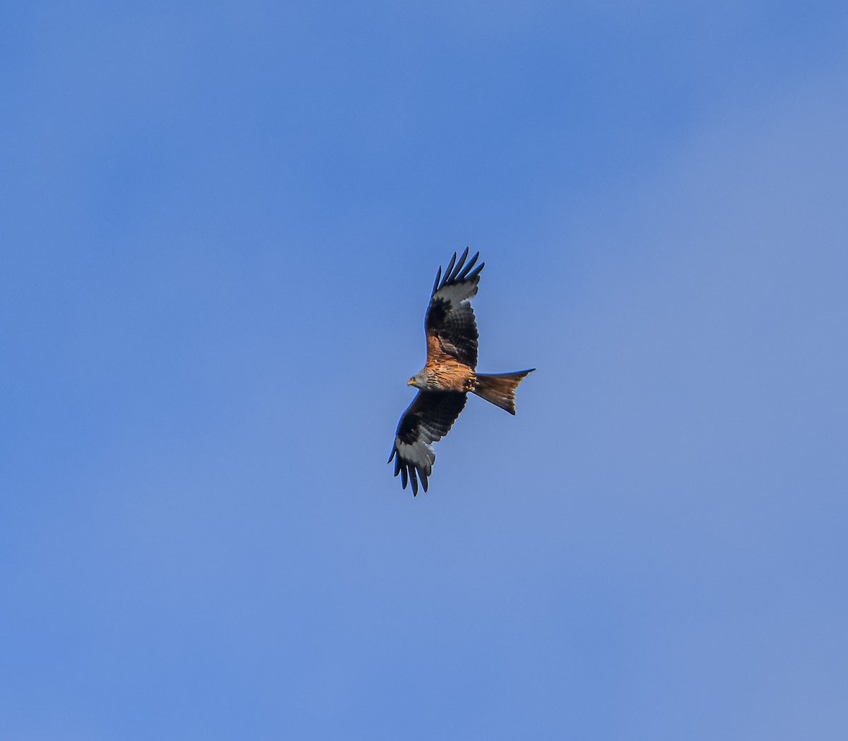 Red Kite - ML620295453