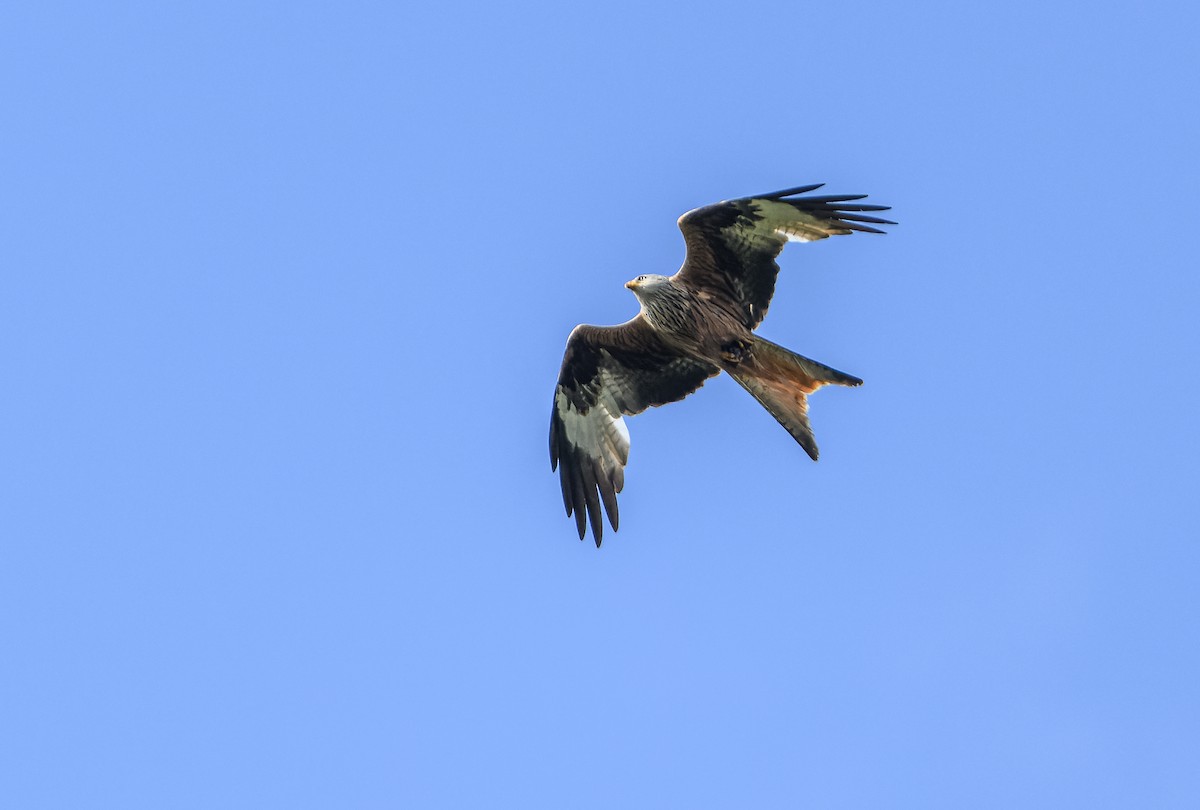 Red Kite - ML620295456