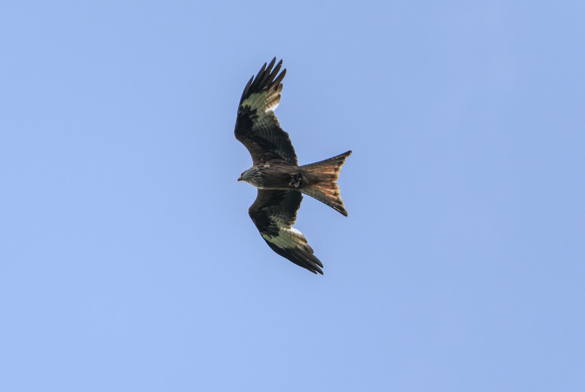 Red Kite - ML620295457