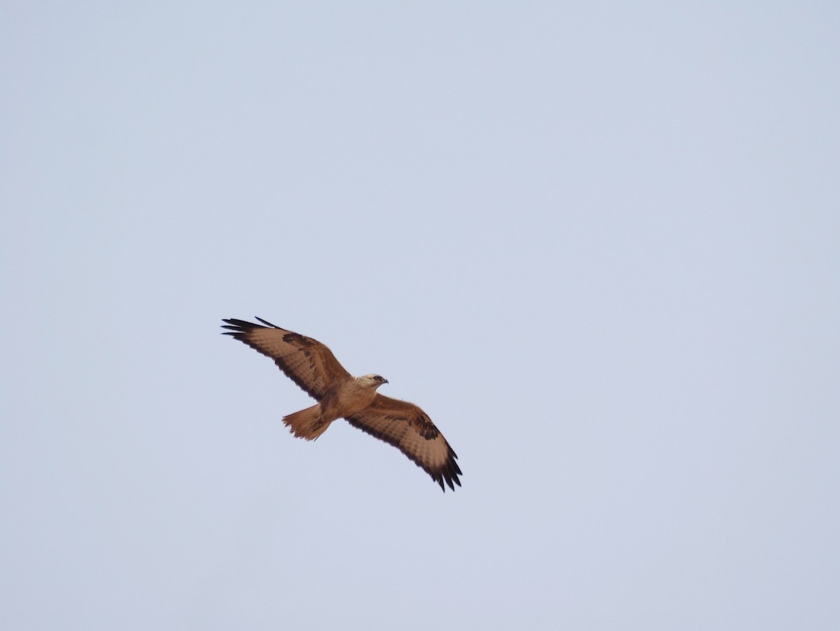 Long-legged Buzzard - ML620295458