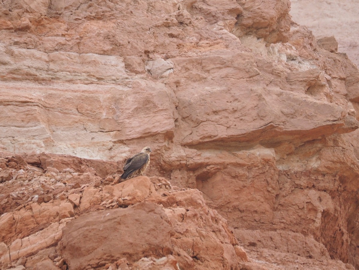 Long-legged Buzzard - ML620295460