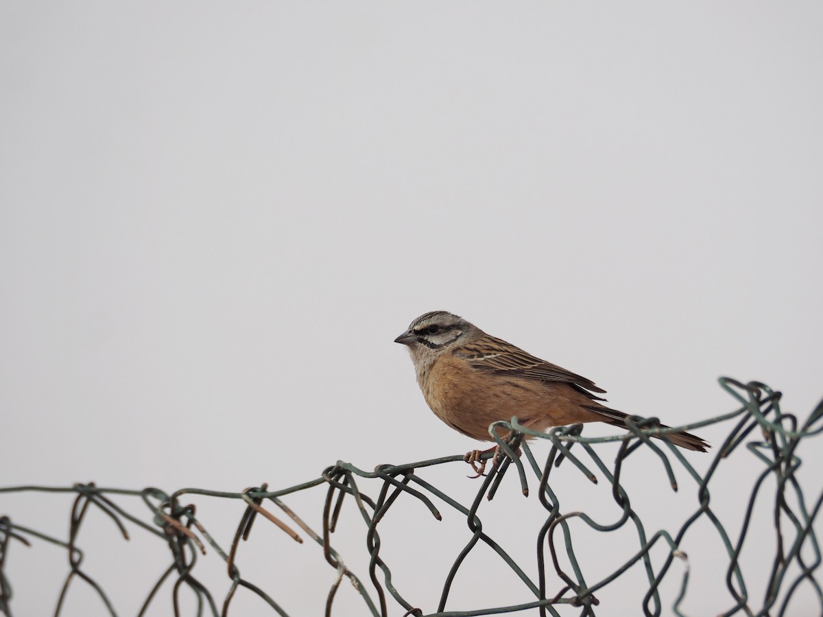 Rock Bunting - ML620295463