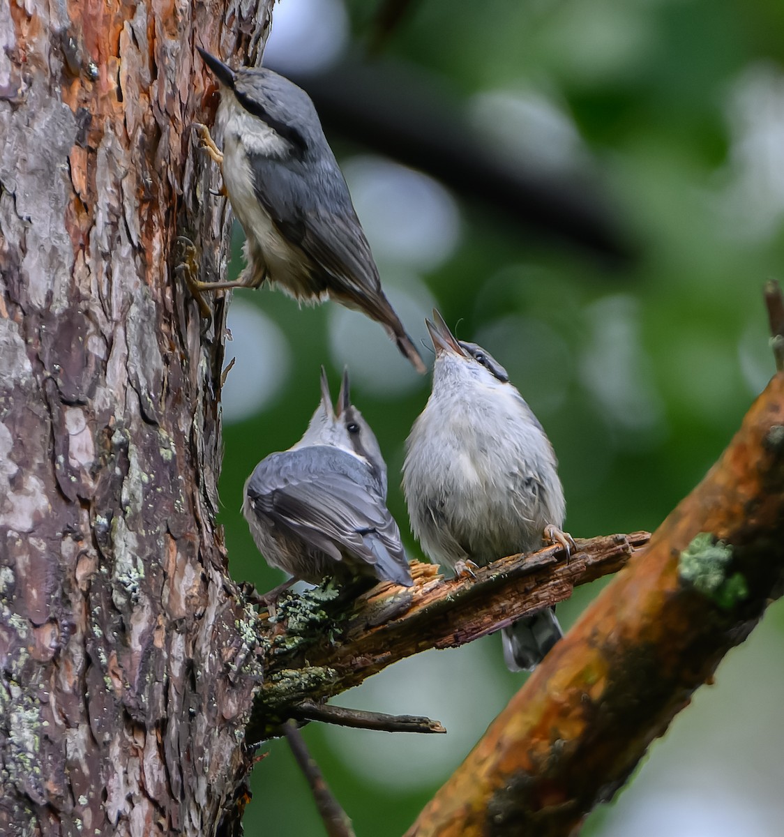 Eurasian Nuthatch - ML620295471