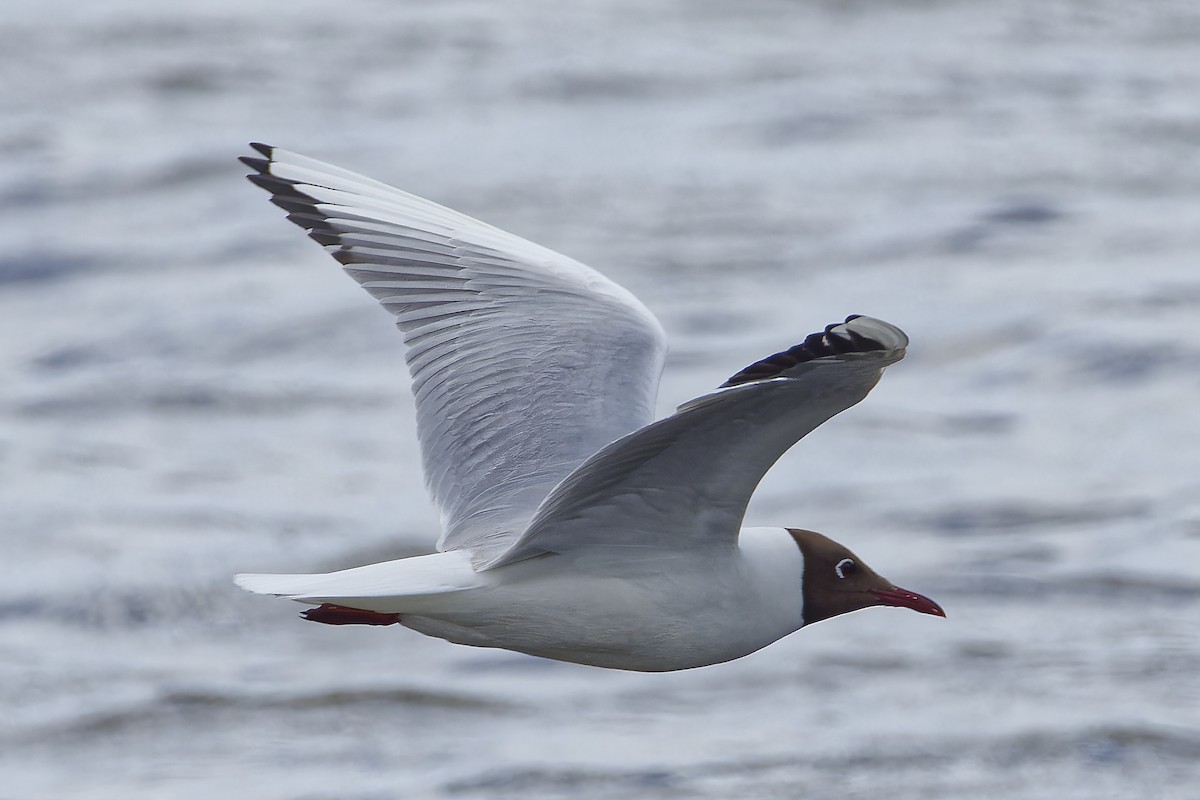 Black-headed Gull - ML620295473