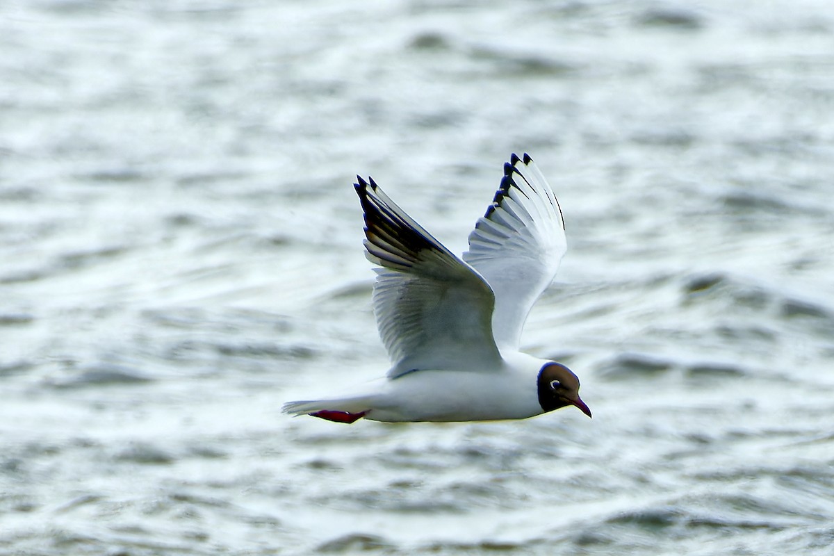 Black-headed Gull - ML620295477