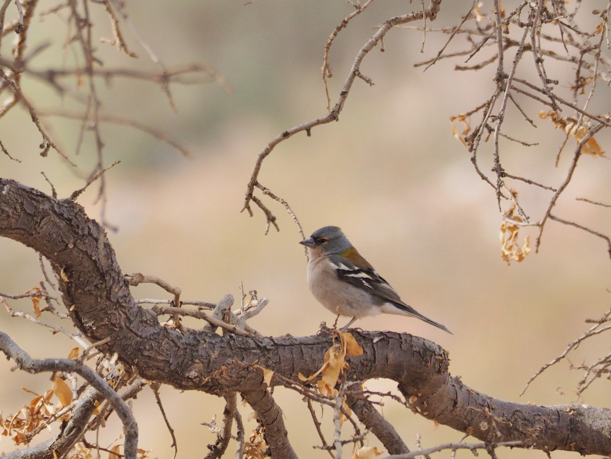 African Chaffinch - ML620295483