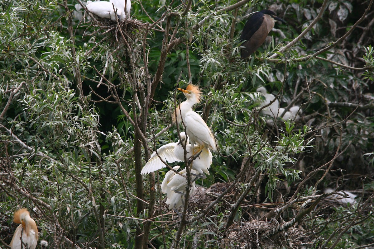 Western Cattle Egret - ML620295486