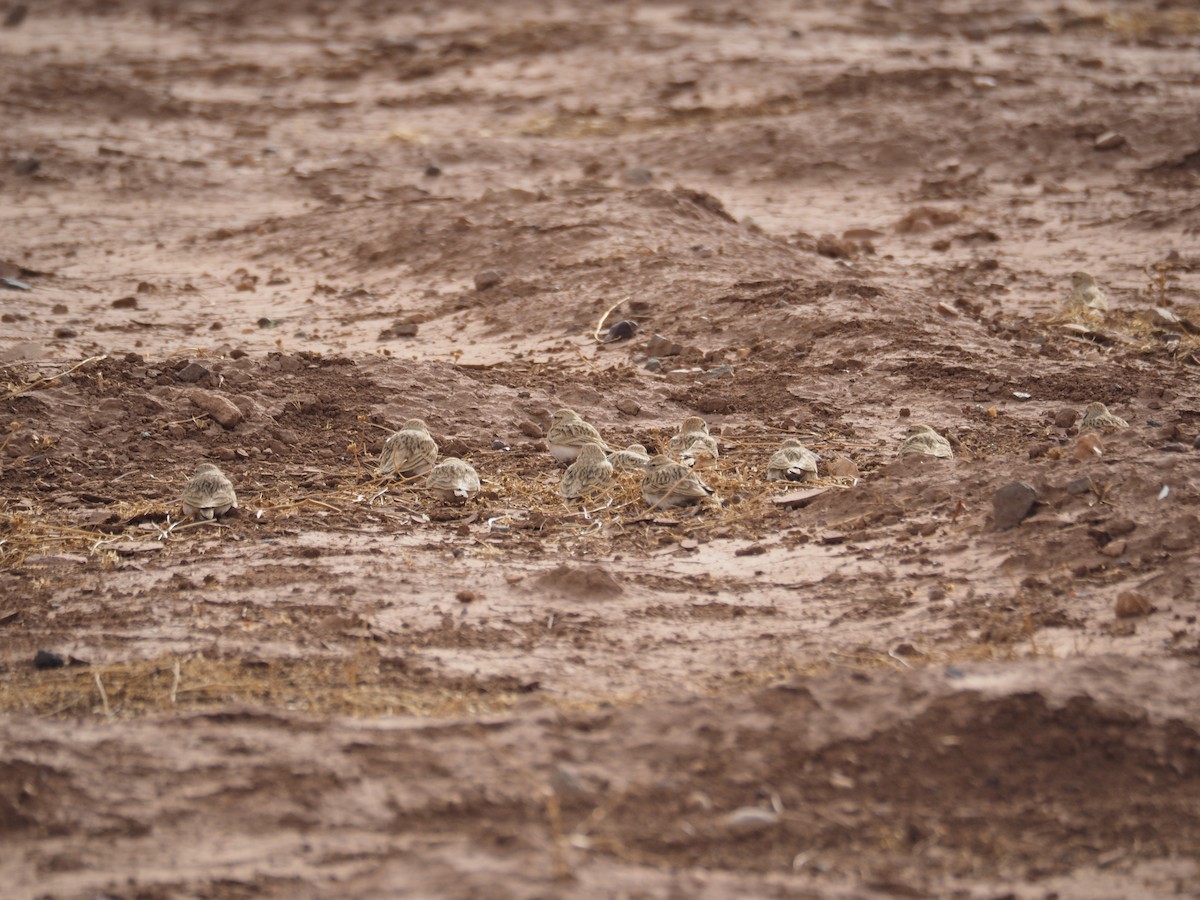 Greater Short-toed Lark - ML620295488