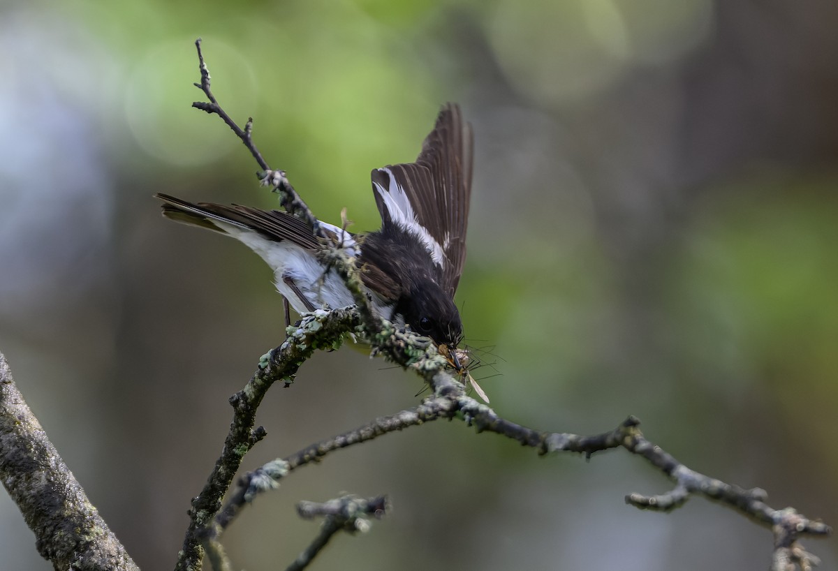 European Pied Flycatcher - ML620295492